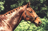 animal