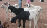 animal
