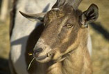 animal