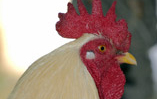 animal