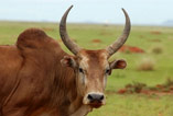 animal