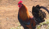 animal