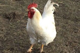 animal